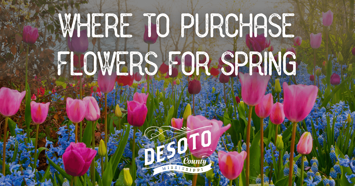 spring flowers blog hero