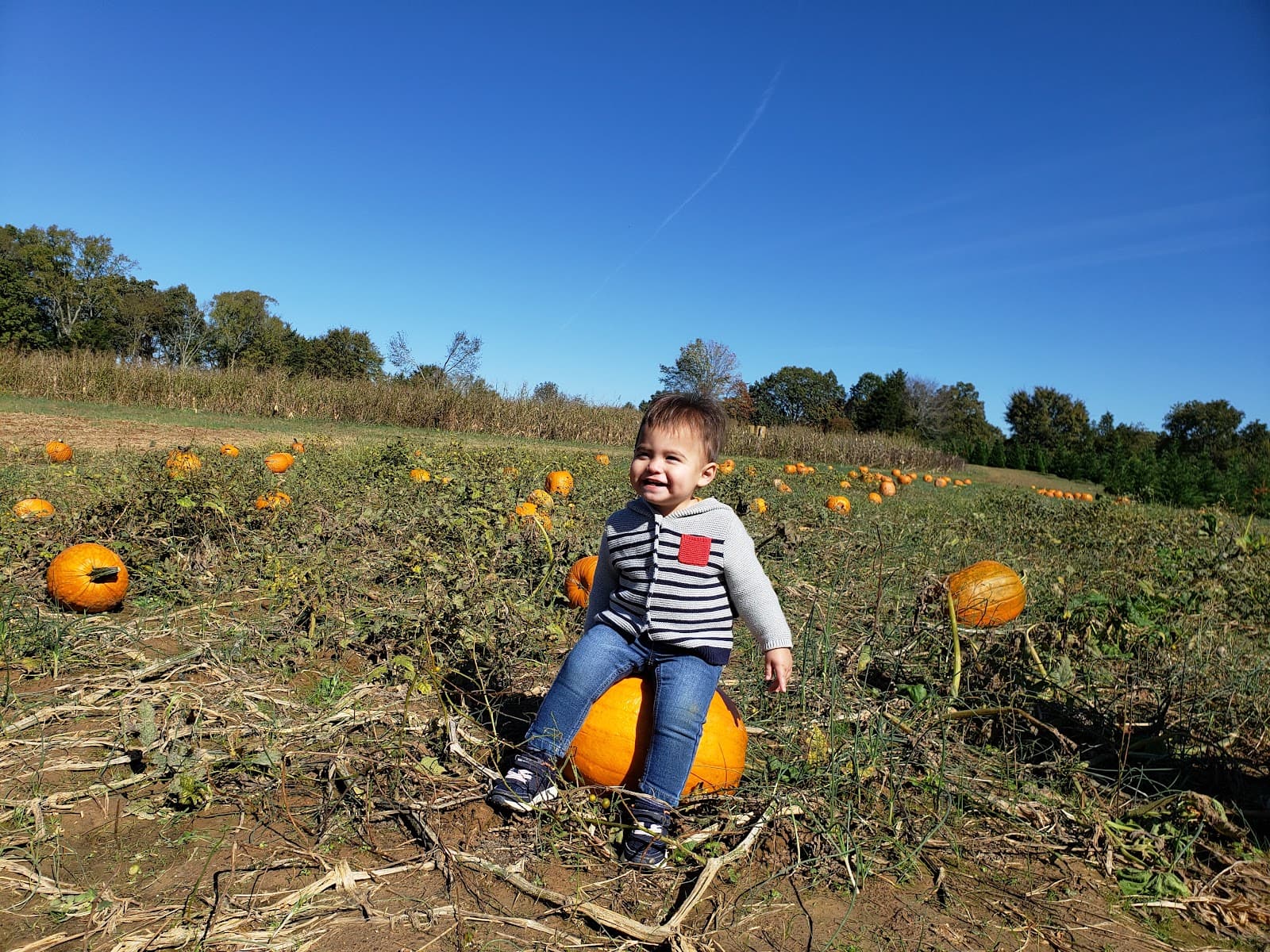Cedar Hill Farm, The Barn. in Hernando