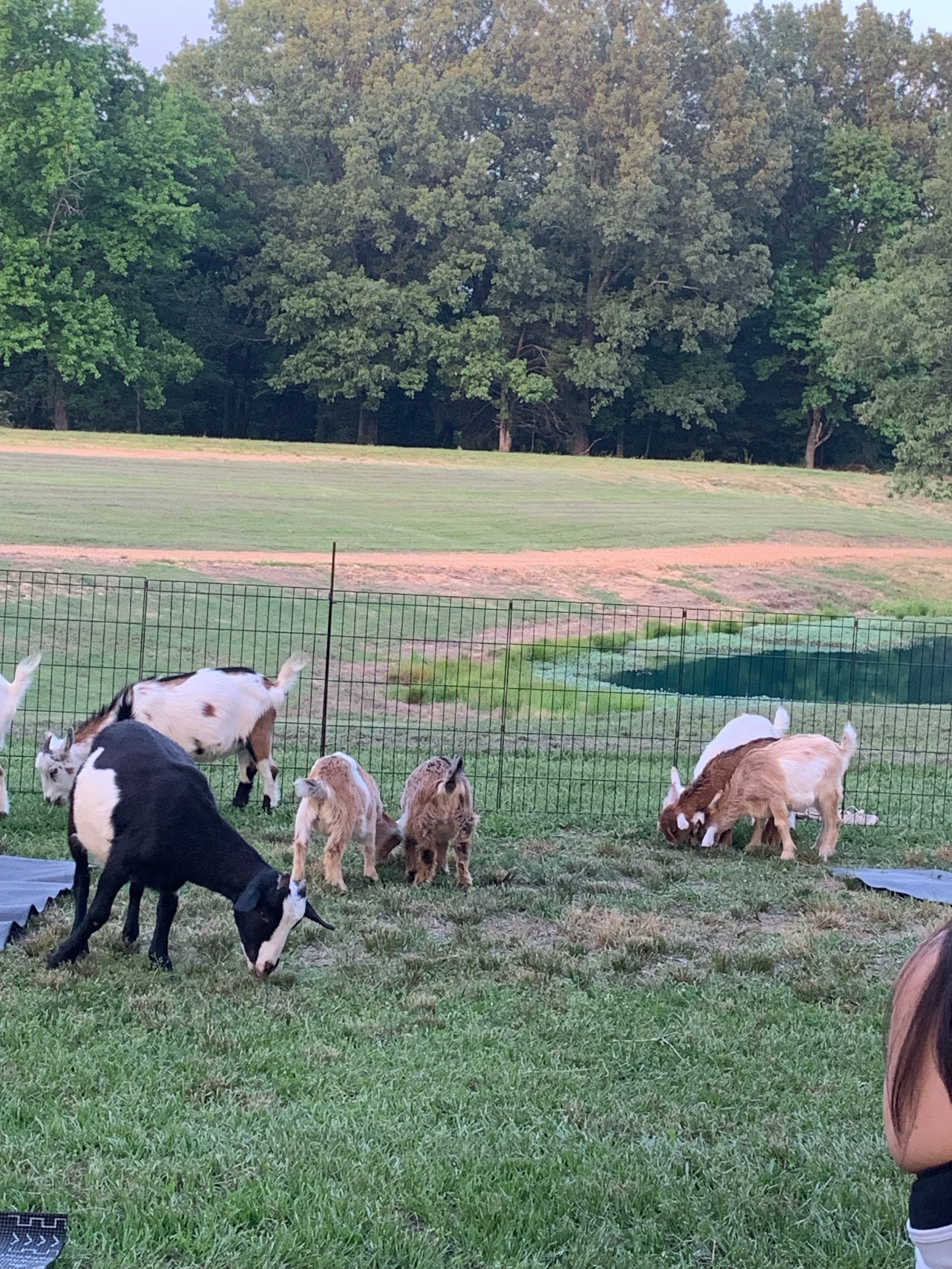 Goat yoga session on the lawn at Blue Haze Farms in Nesbit
