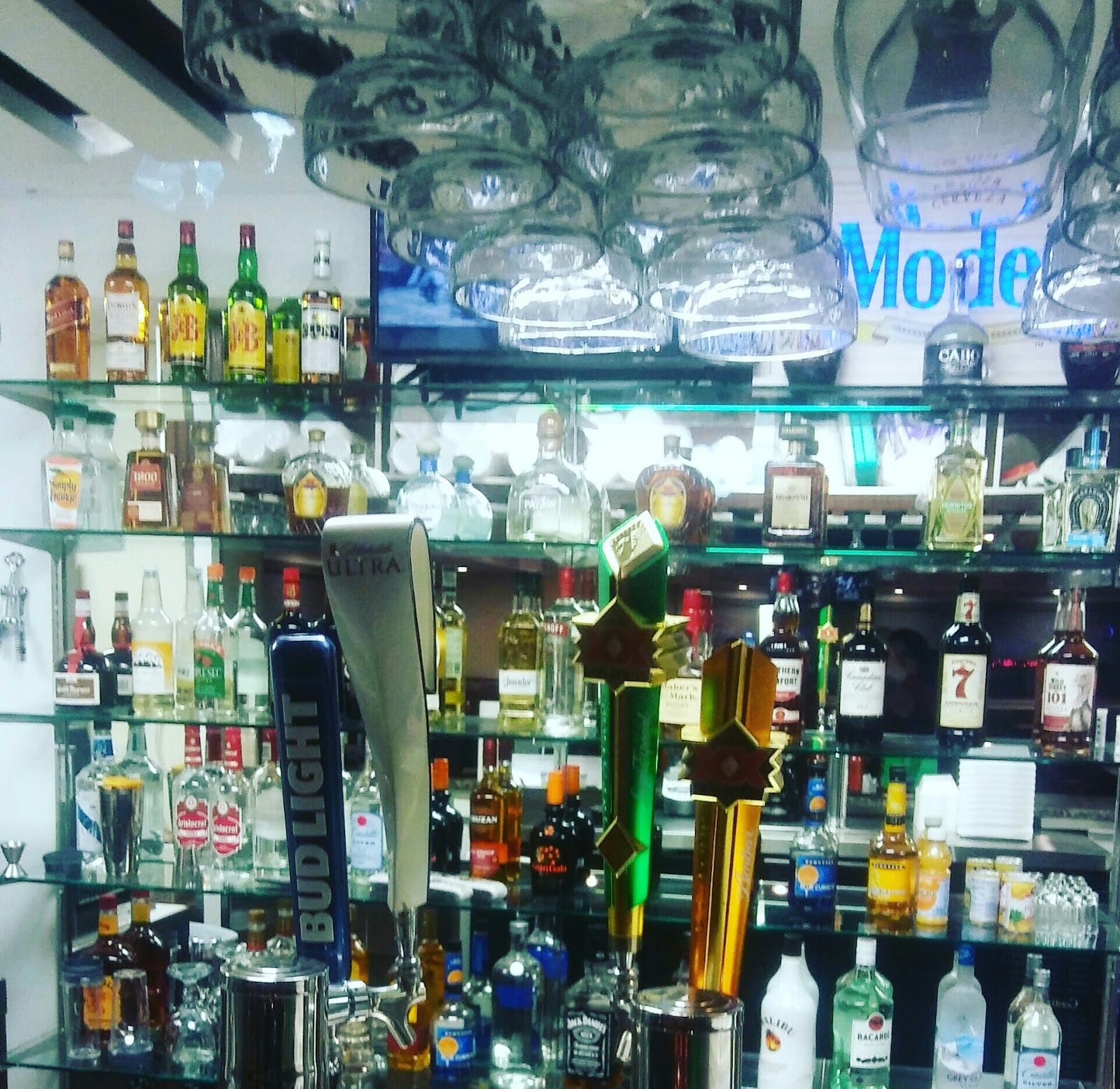 Blue Agave in Hernando