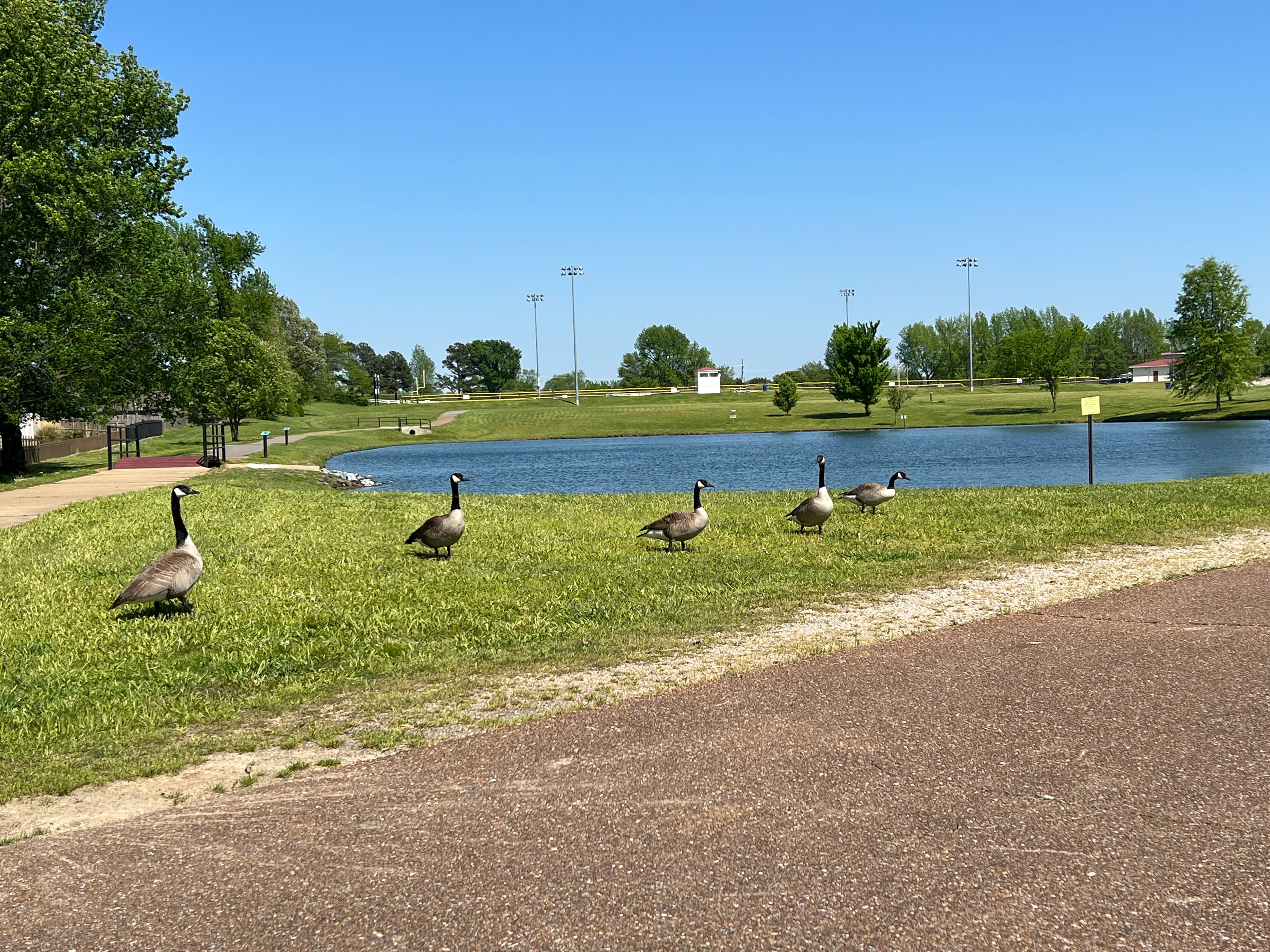 Canada geese grazing beside the lake at Latimer Lakes Park in Horn Lake