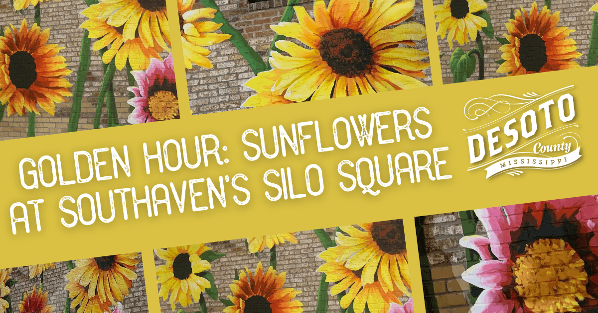 golden hour sunflowers at southavens silo square blog hero