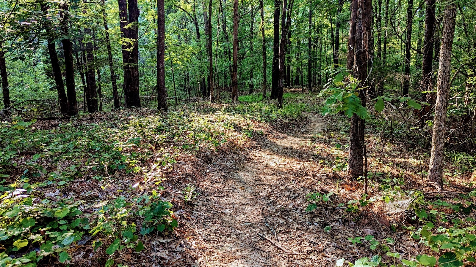 Area51 Mountain Bike Trail in Hernando