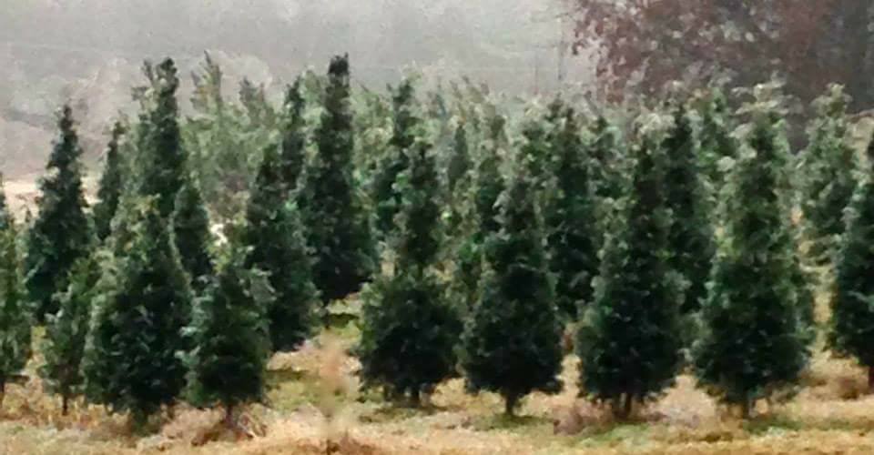 Merry Christmas Tree Farm in Nesbit