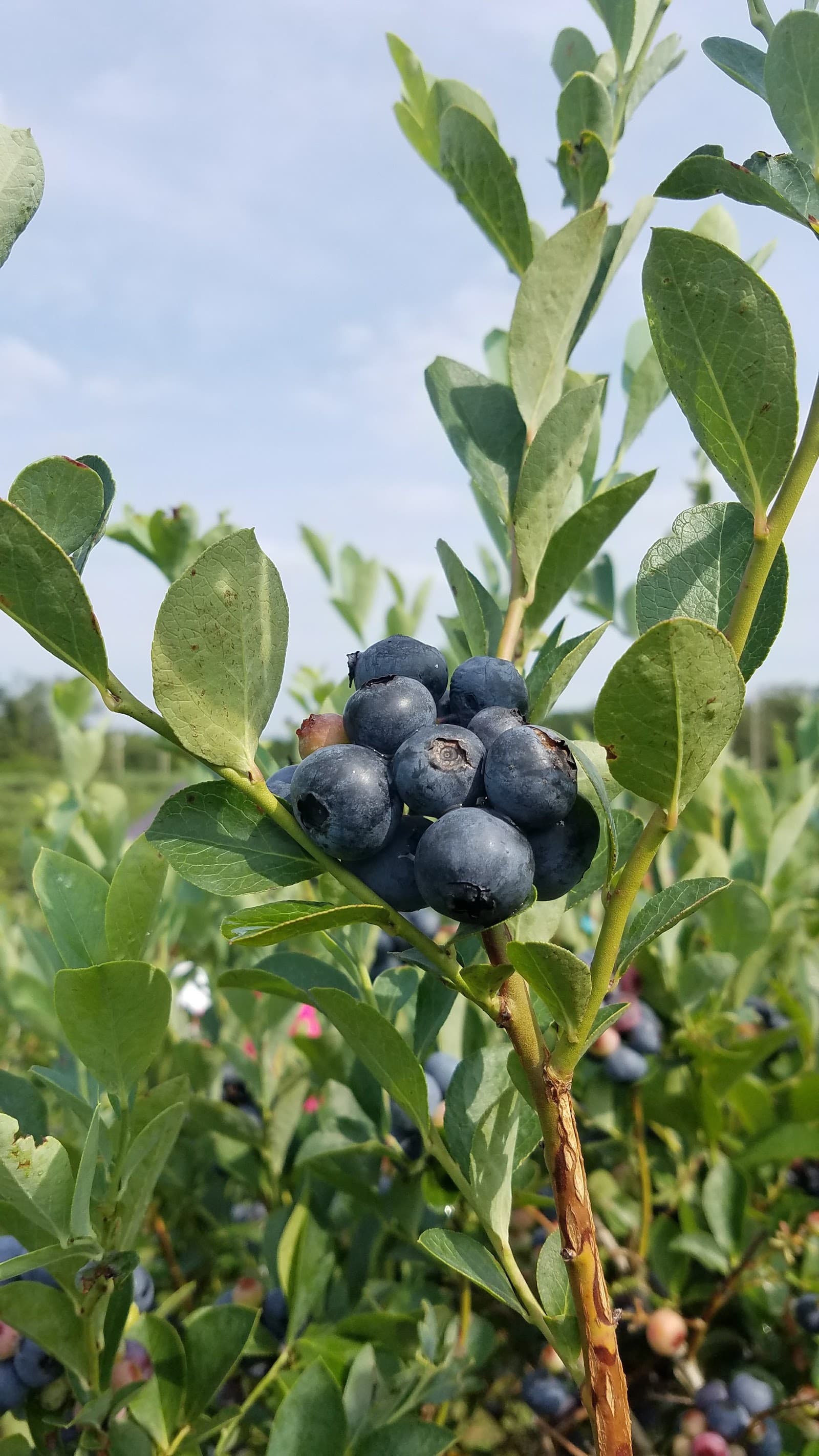Nesbit Blueberry Plantation in Nesbit